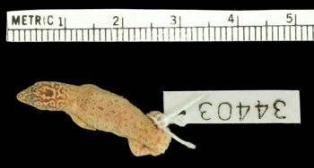 Media type: image;   Herpetology R-34403